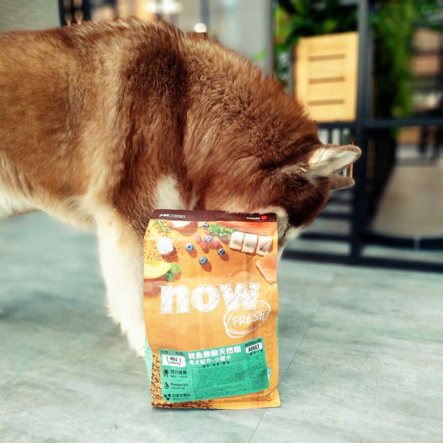 now 鮮魚小型犬 無穀天然糧 12LB