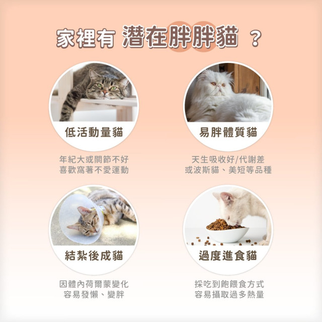 【團購】汪喵星球 貓咪低脂無膠主食罐 80g*24入